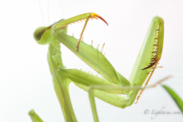 Prey Mantis Macro