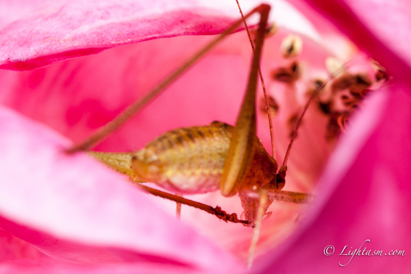 Grasshopper Feeding