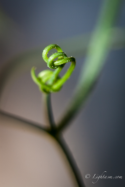 Sweet pea Tangled