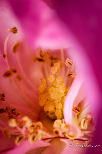 Macro shot inside a Rose