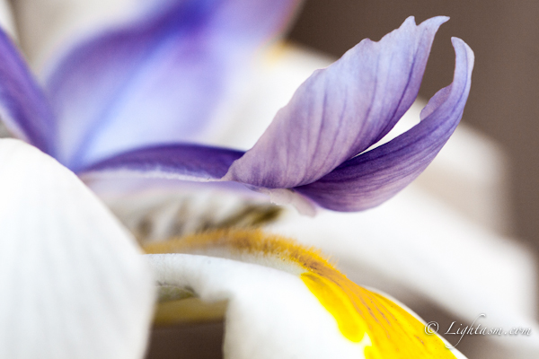 Macro shot of a Dietes flower