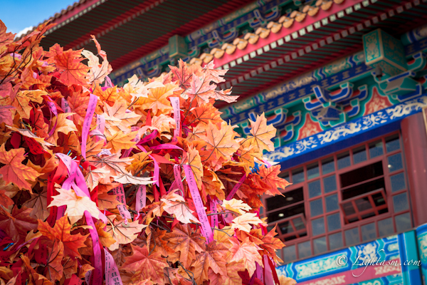 Temple with Wishing Tree