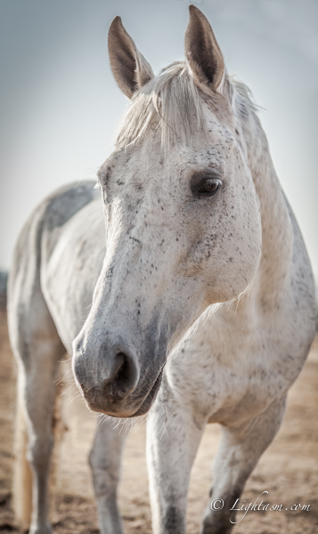 White Horse Portrait