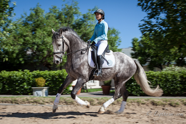 Dressage Rider