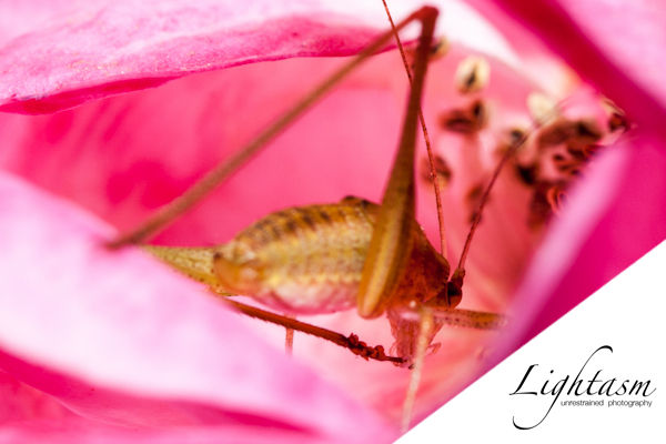 Cover Image for Remarkably Detailed Macro Photography of Insects