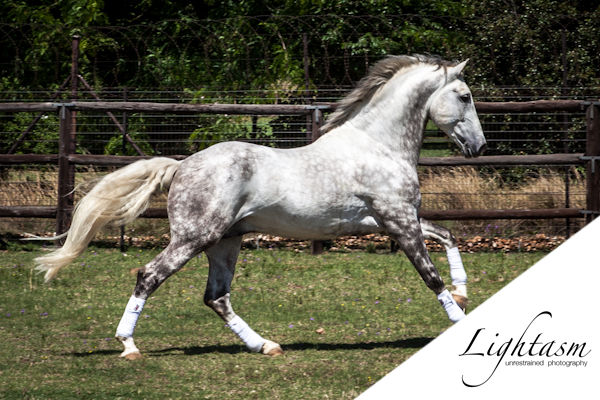 Cover Image for Beautiful Pictures of Horses at a Dressage Training School